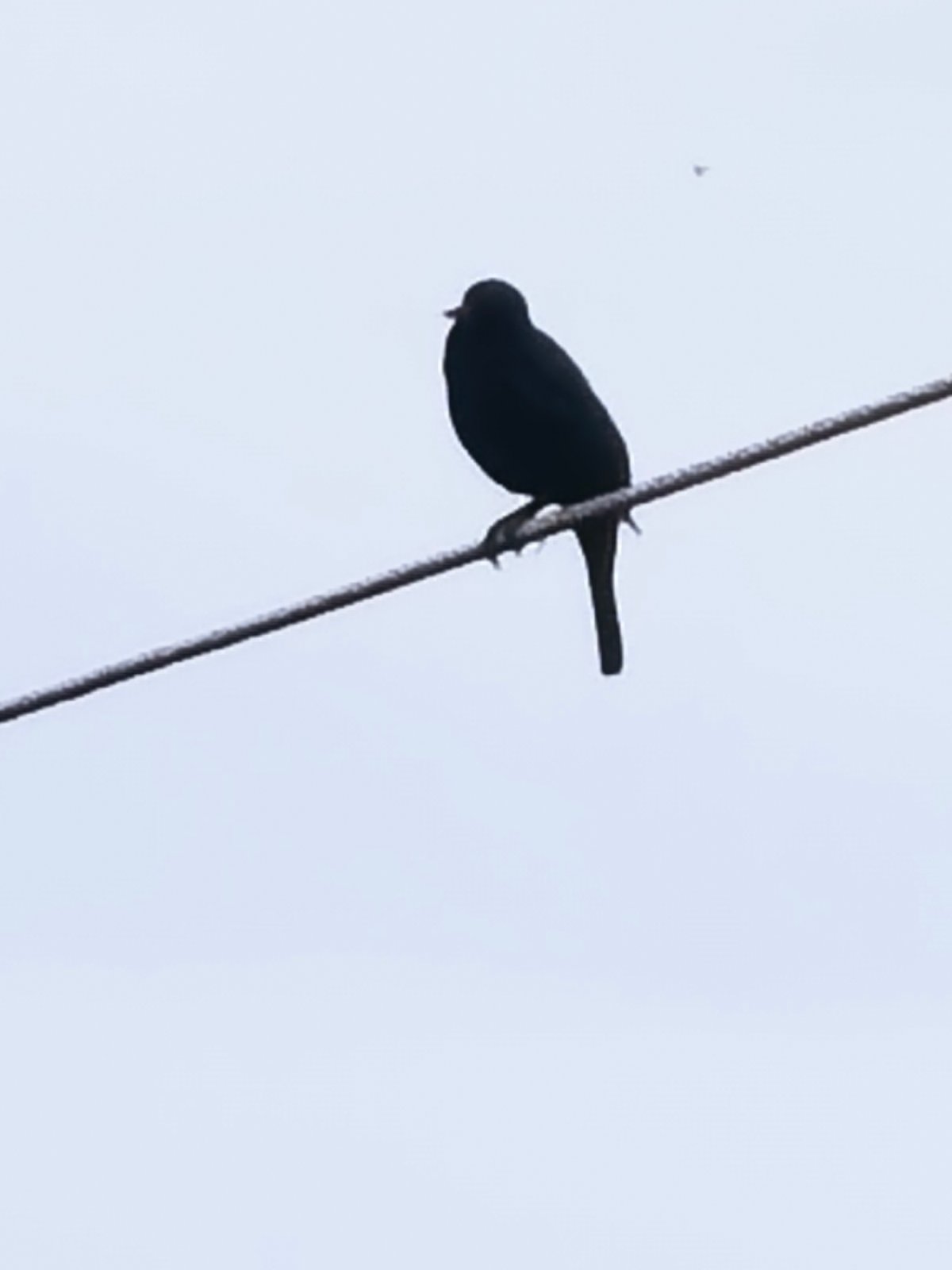 Rural journey documented: wildlife encounters and overcast landscapes captured