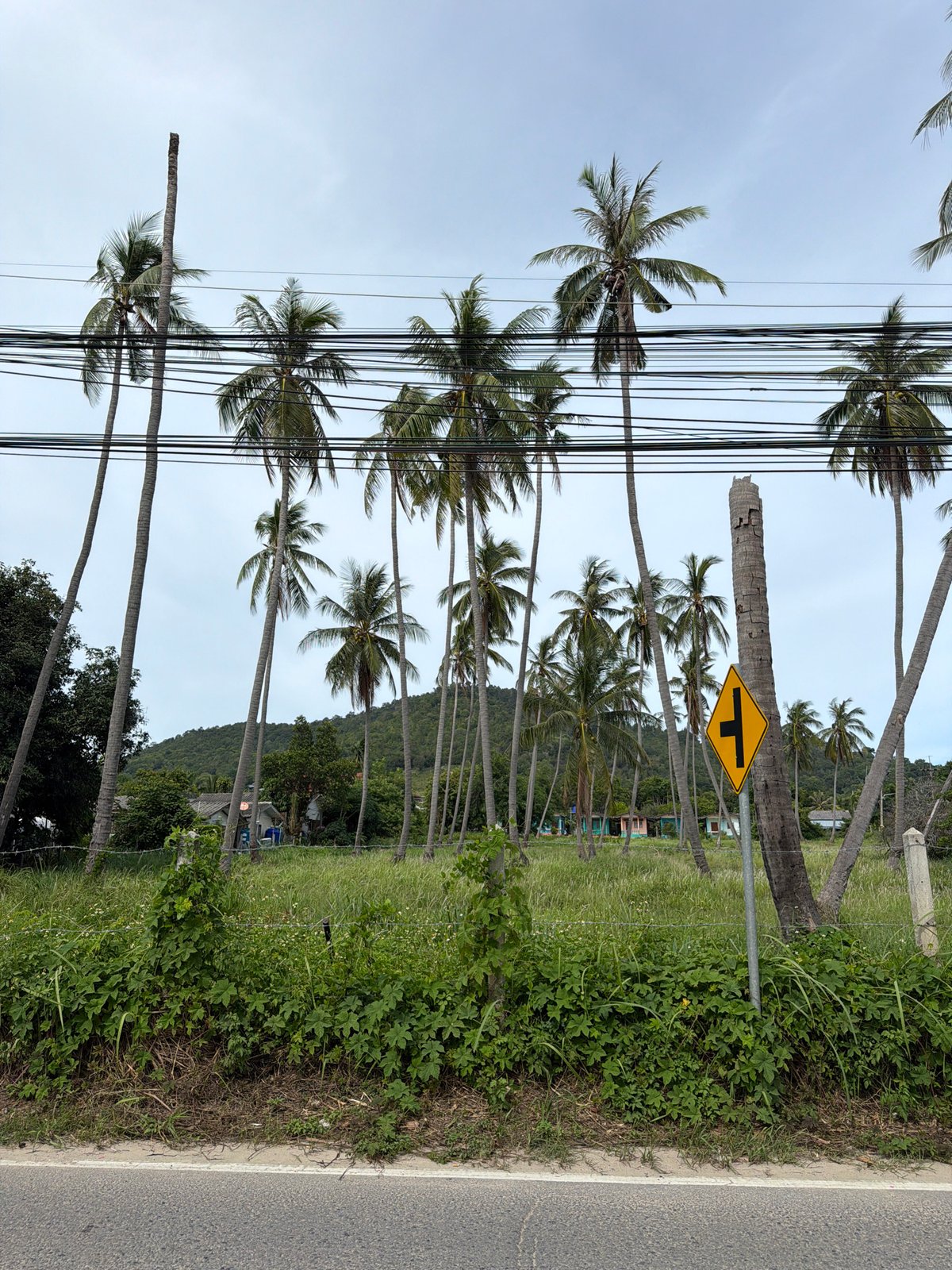 A relaxed Ko Samui morning — streets, cats, sunsets, and island arrivals