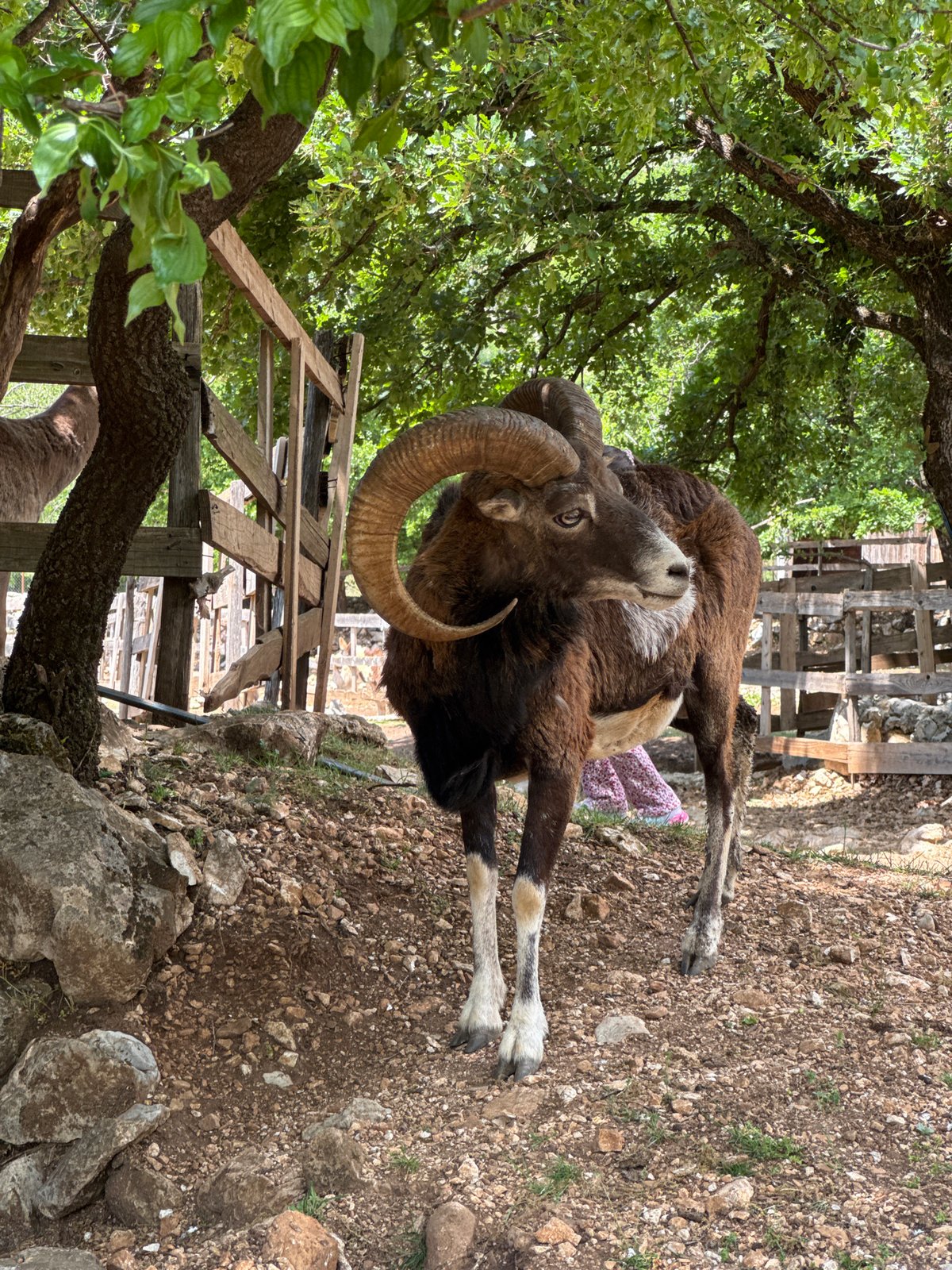 Mouflon spotted near wooden fence in Montenegro village