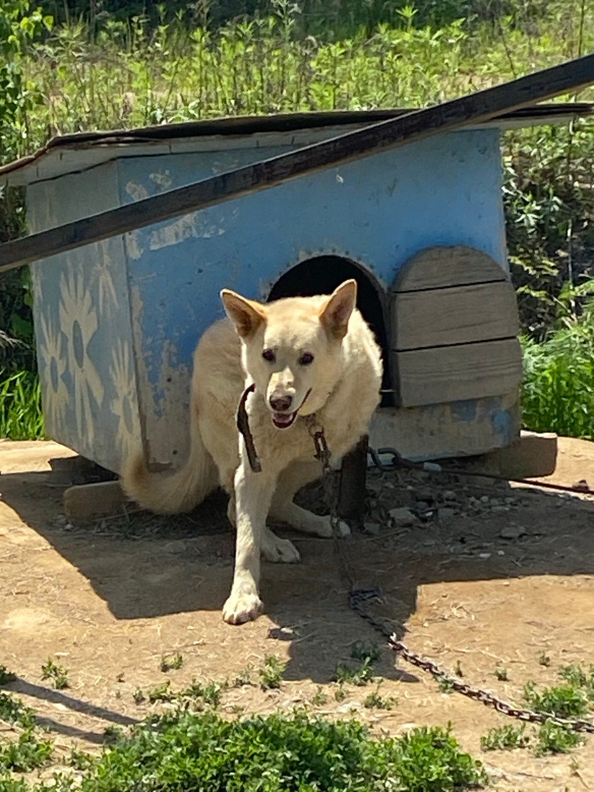 Daily life documented in Artyom: dogs, gardens, workshop activity