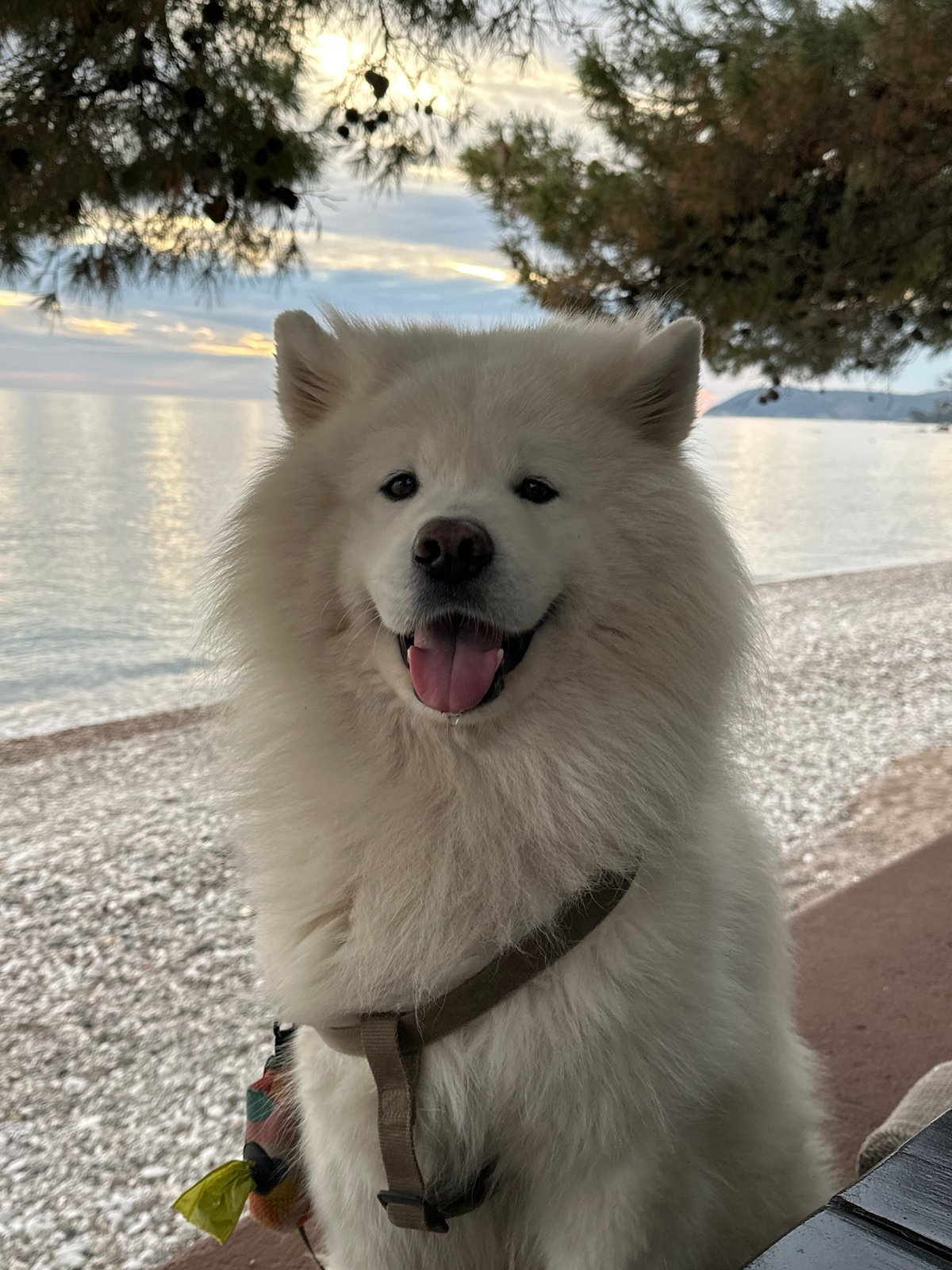 Dog and coffee moment captured at Montenegro coast