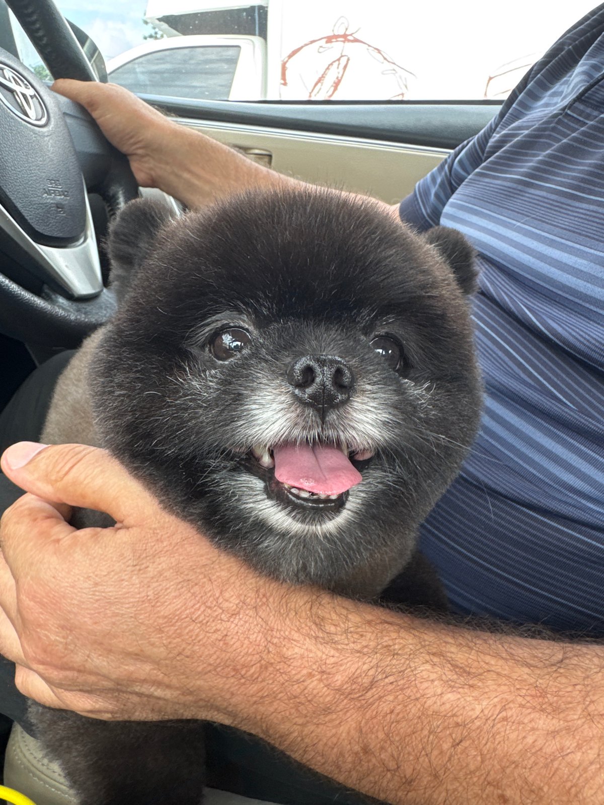Aging Pomeranian takes a chill rest in Wichit, Thailand