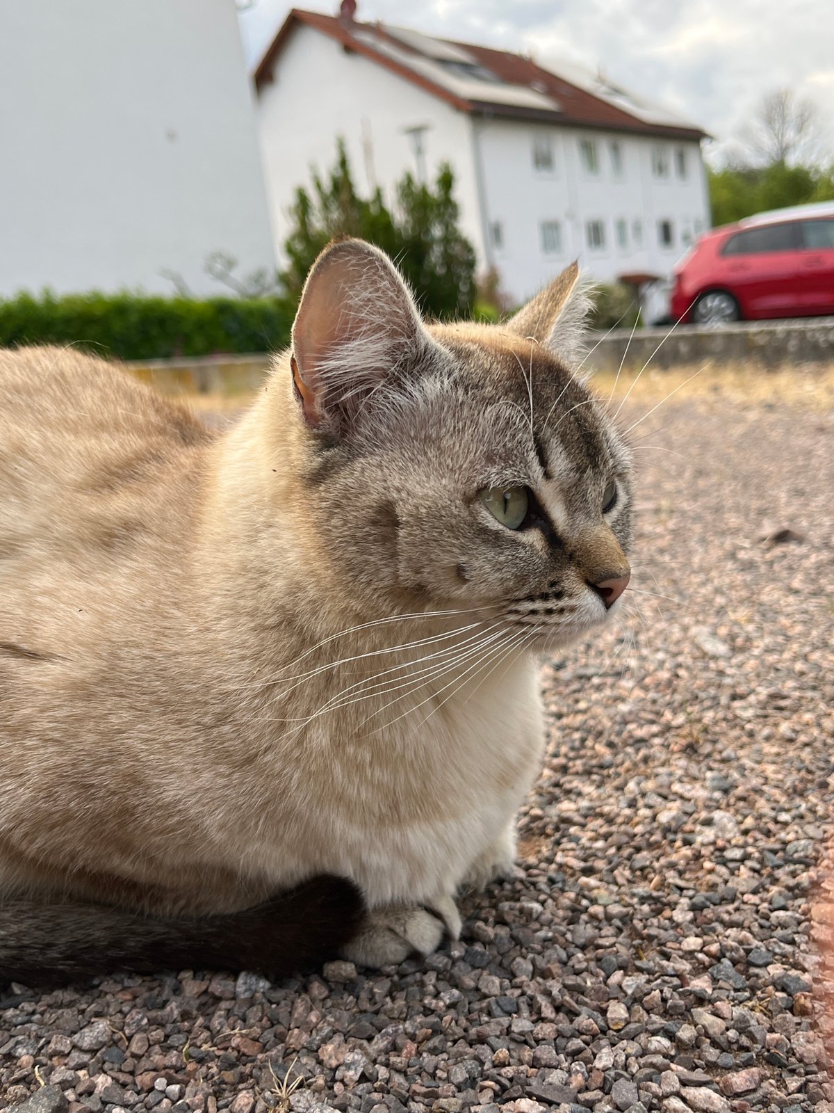 Cat encounter documented in German town over 30 minutes