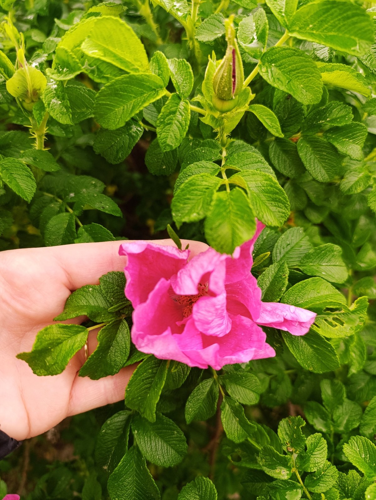 Morning park walk documented through spring flowers and selfies