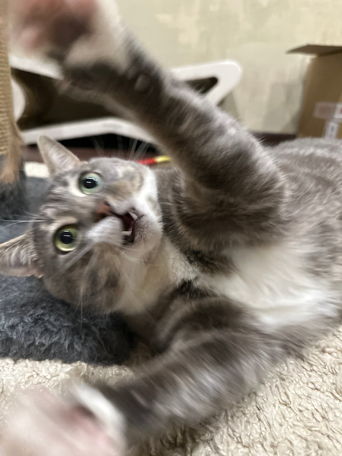 Gray tabby cat plays, chews, and relaxes around the house