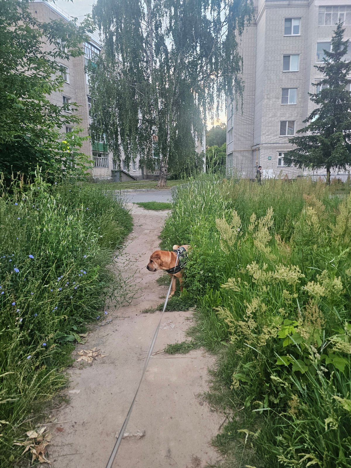 Dog walk through urban greenery, ending in sock tug-of-war