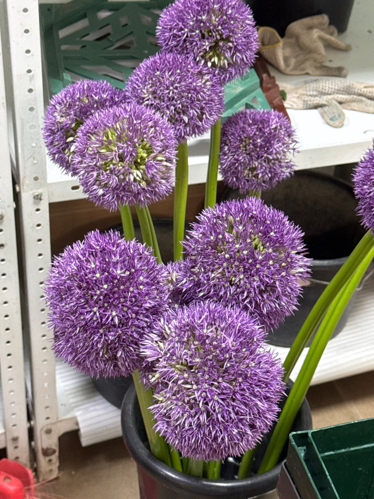 Flower wholesale facility operations documented in Izhevsk, Russia