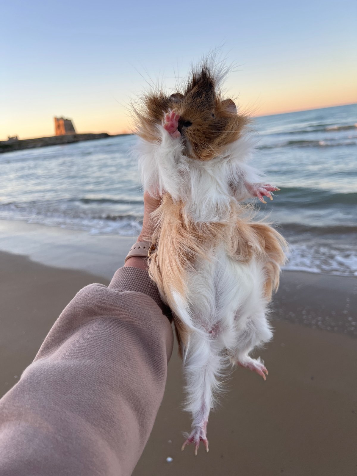 Guinea pig beach vacation in Peschici at sunset