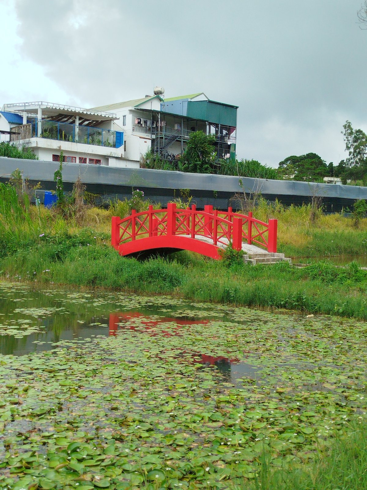 Lily pond and red bridge at Lâm Viên, Đà Lạt