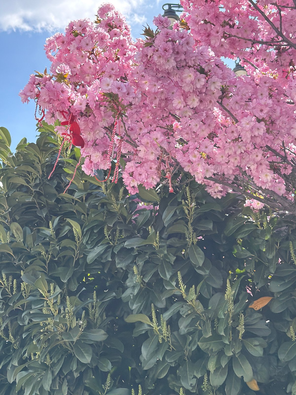 Cherry blossoms bloom in Sofia with Martenitsa decoration
