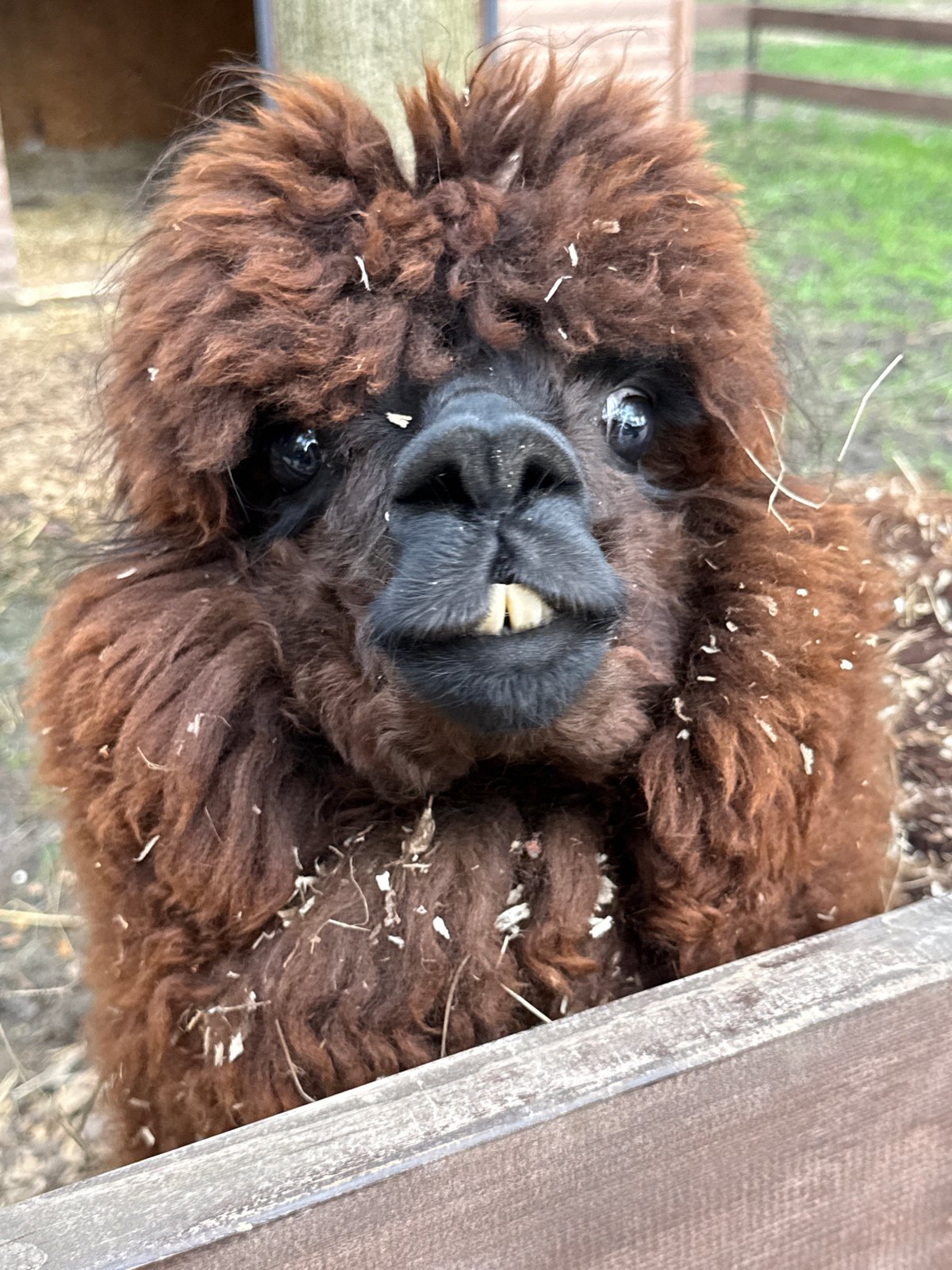 Zoo animals documented in Lapshinka enclosure including alpaca, spotted horse