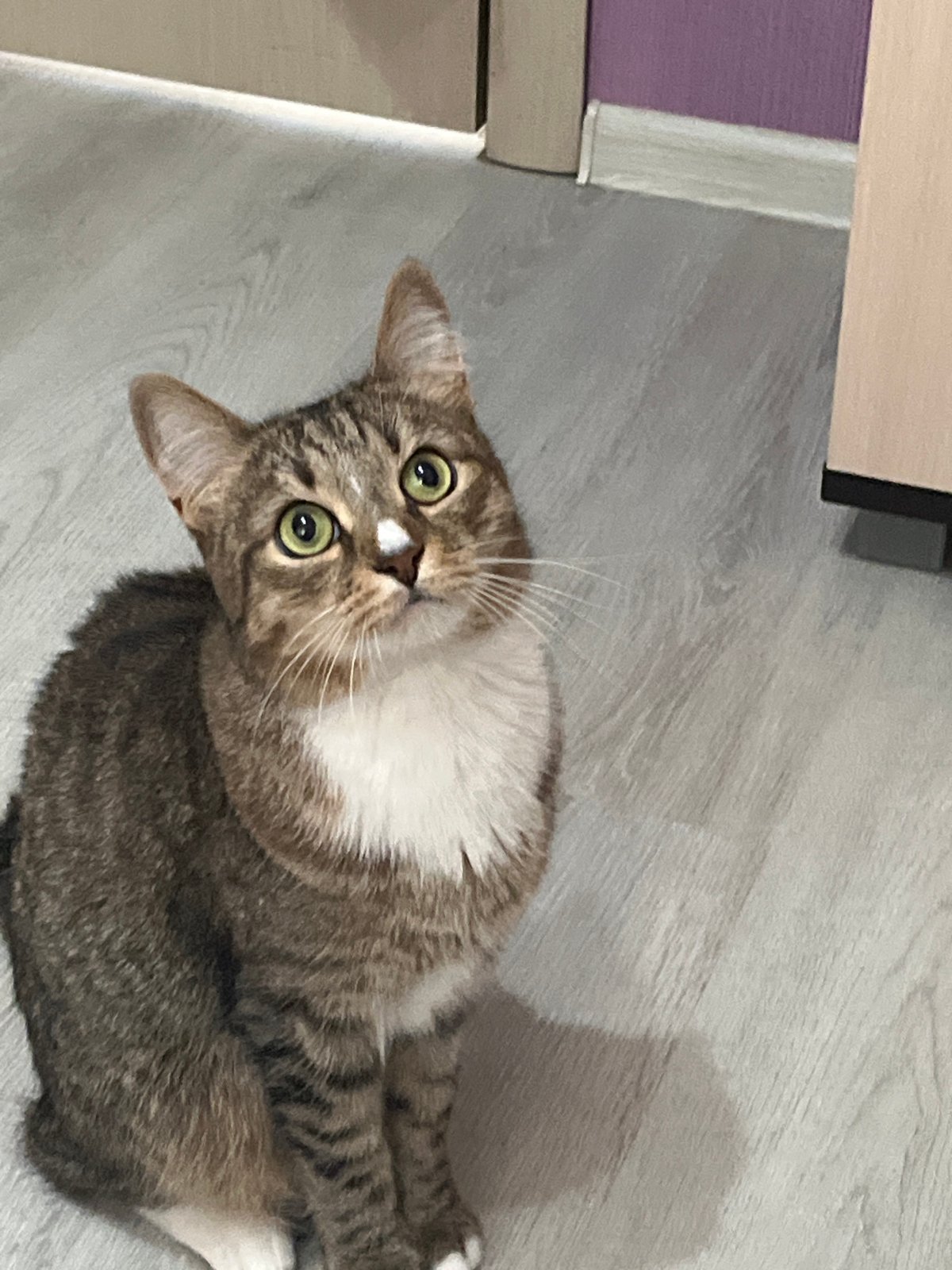 Tabby cat with green eyes observed in Izhevsk home