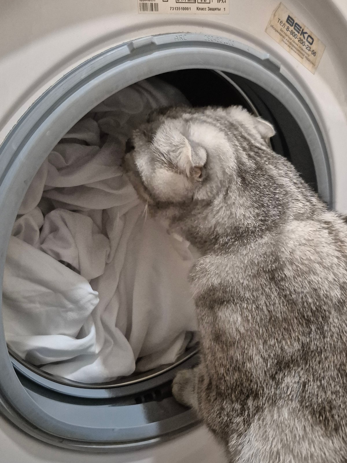 Cats spotted in domestic scenes around Chaikovsky apartment