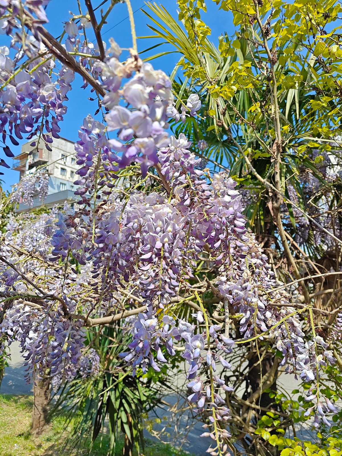 Spring blooms and coastal scenes documented in Kobuleti, Georgia