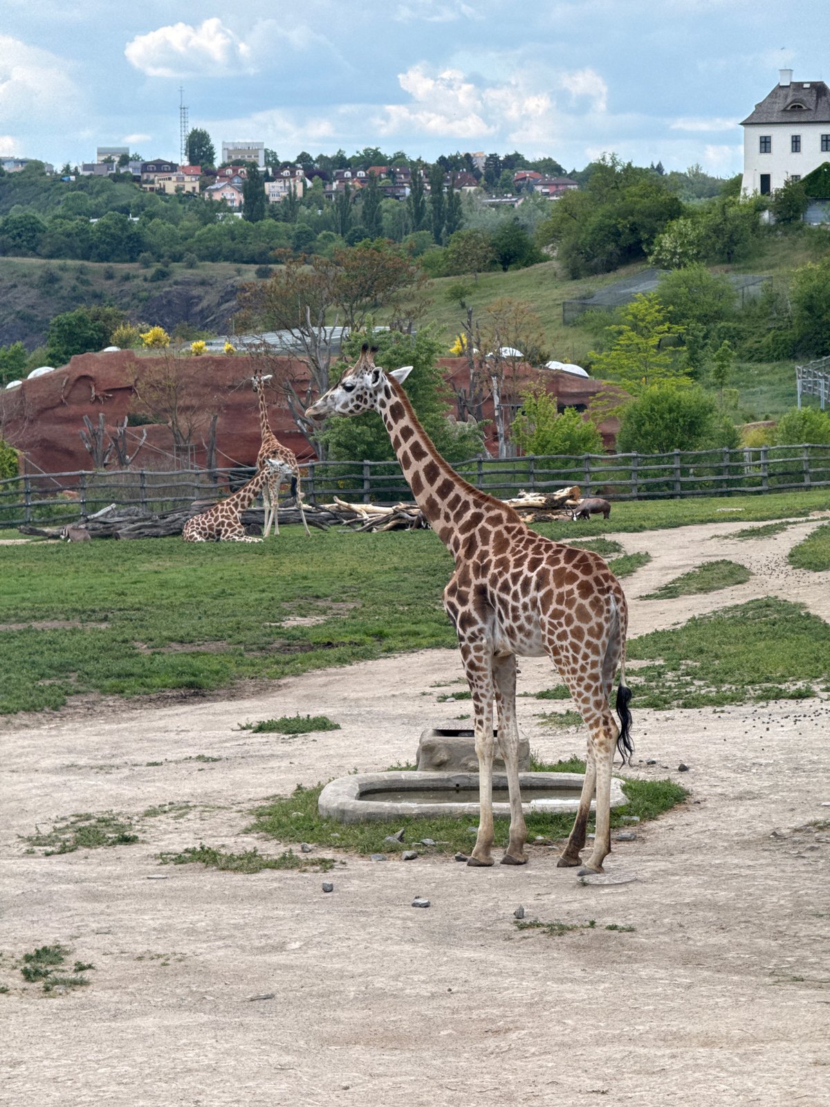 Giraffes drink, graze and rest at Prague Zoo