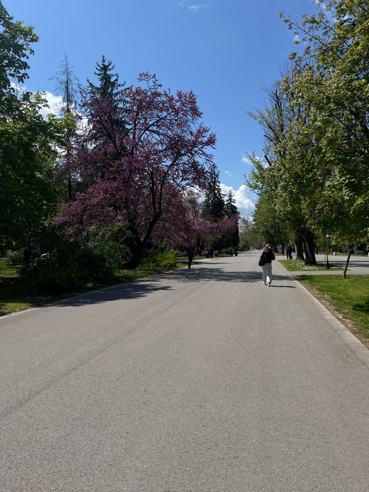 Spring lilacs bloom in Ruse park, Bulgaria
