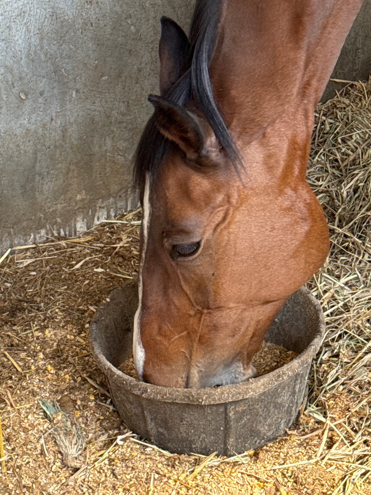 Horse feeds from trough in Mexican barn
