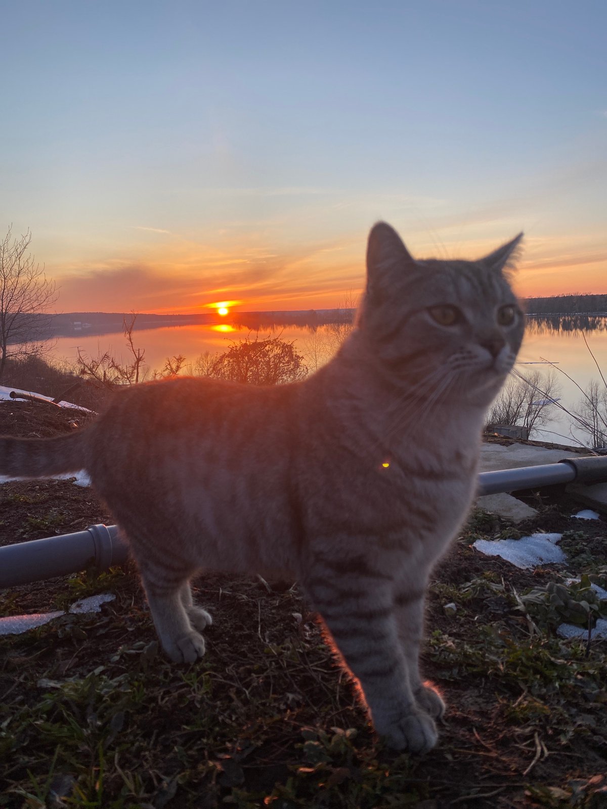 Sunset documented near Russian lake with cat, walker