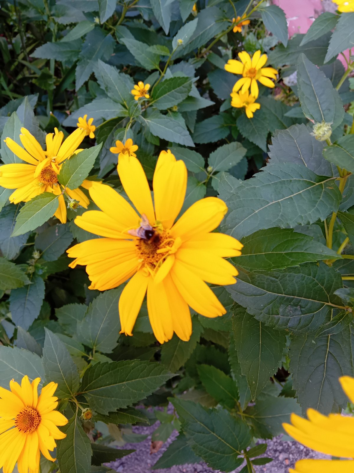 Summer garden and home life in Chuhuiv, Ukraine