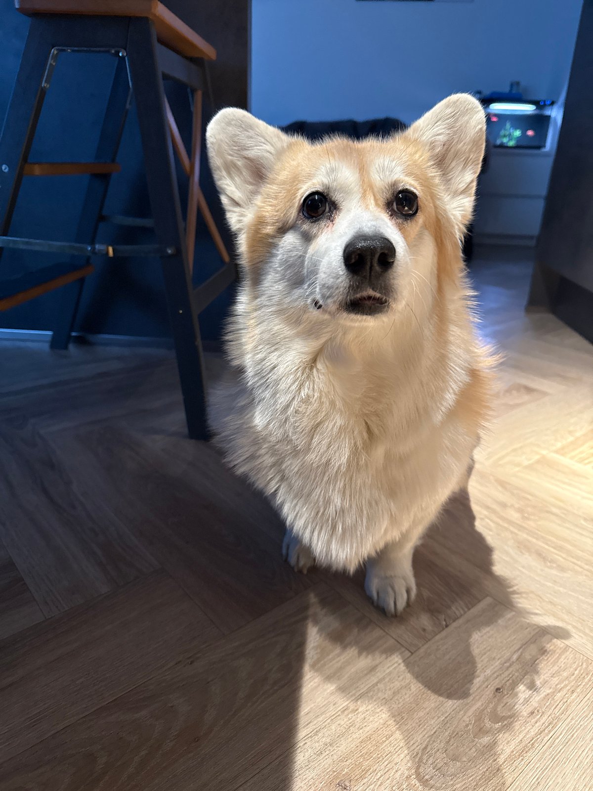 Everyday moments captured in Krasnoyarsk: indoor corgi, outdoor snowfall