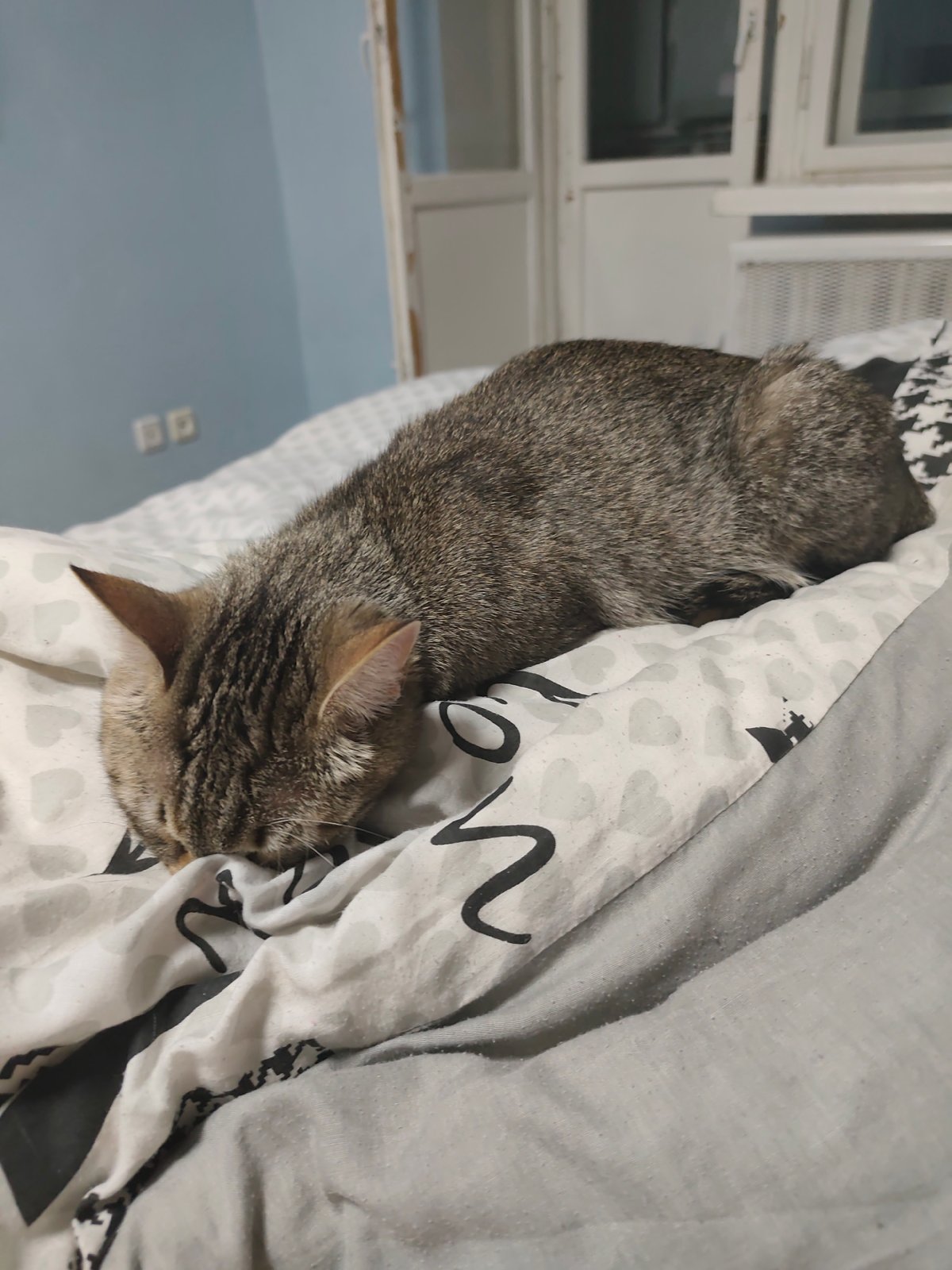 Tabby cat rests on patterned bed in Chaikovsky
