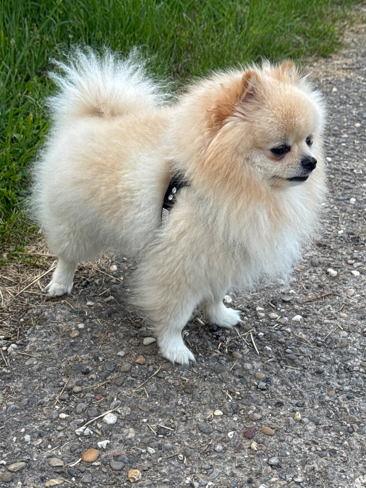 Pomeranian dog spotted outdoors and indoors in Bietigheim-Bissingen