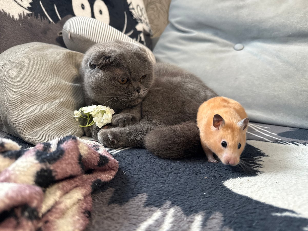 Scottish Fold cat and hamster duo, indoors and out
