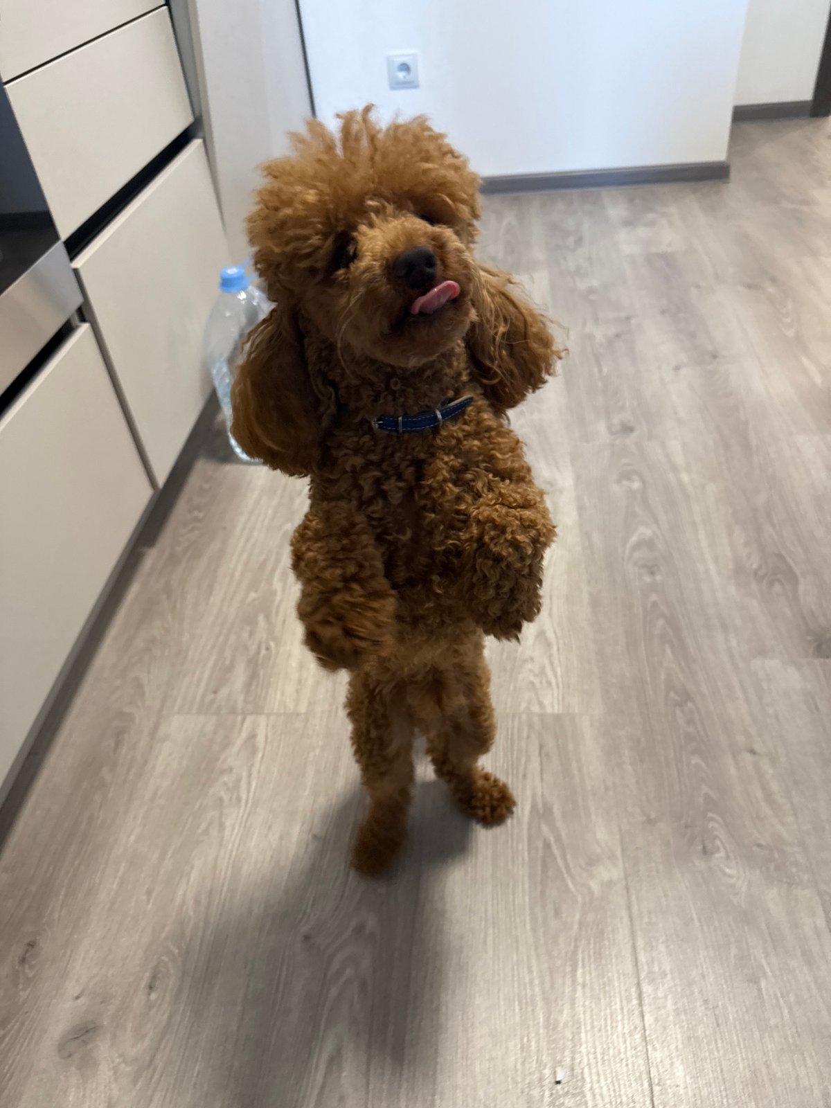 Morning home life with brown poodle in Saint Petersburg apartment