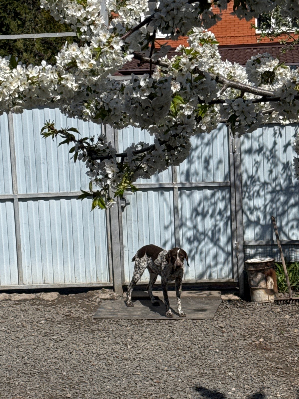 German Shorthaired Pointer photographed extensively in Rostov-on-Don