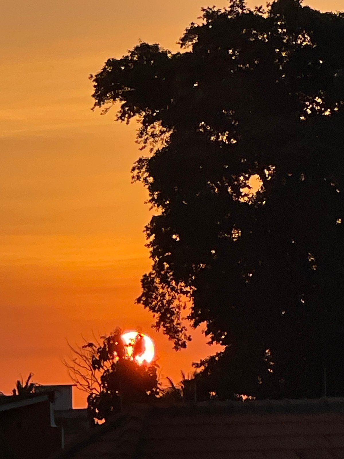Kuta sunset burning orange behind tree silhouettes