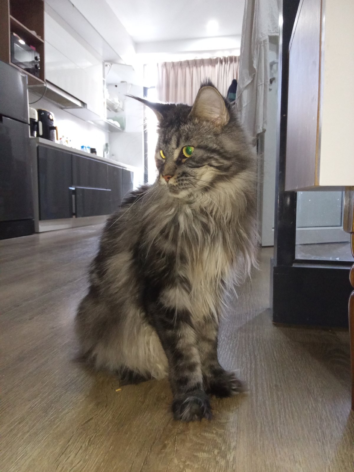 Grey tabby cat observed in kitchen, Nha Trang