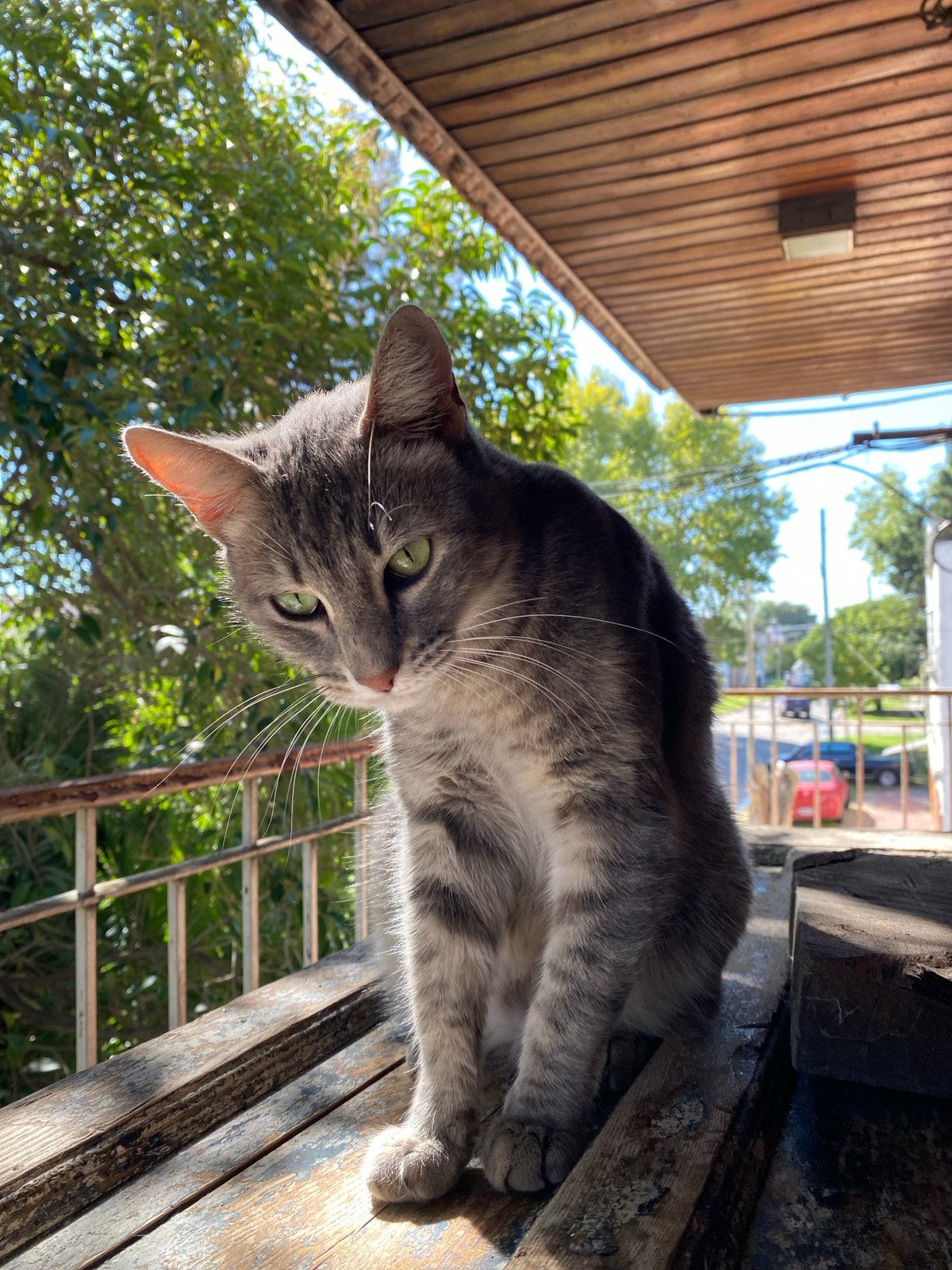 Green-eyed tabby cat photographed in Llavallol, Argentina