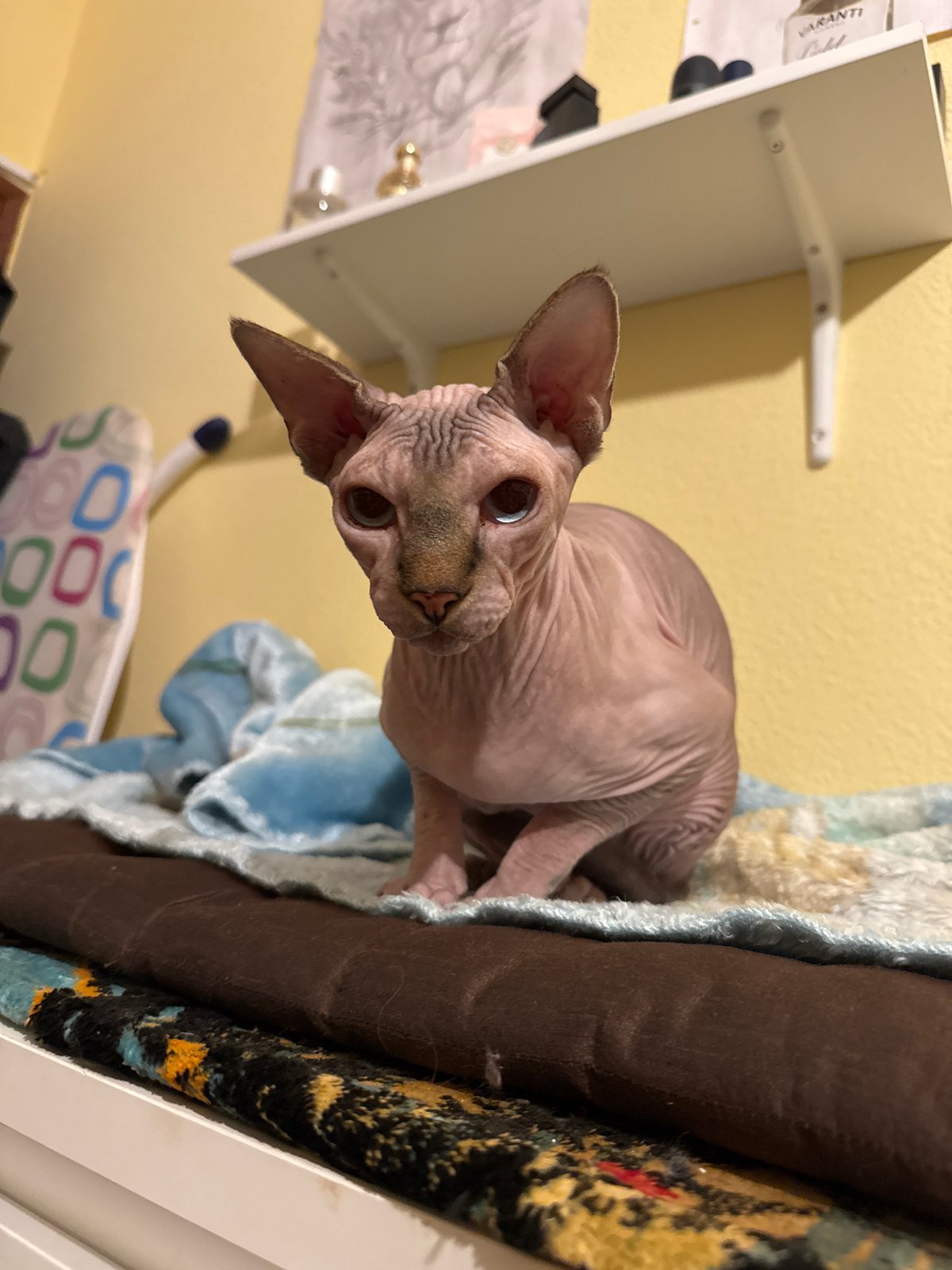 Evening documentation captures Sphynx cat and historic clifftop village