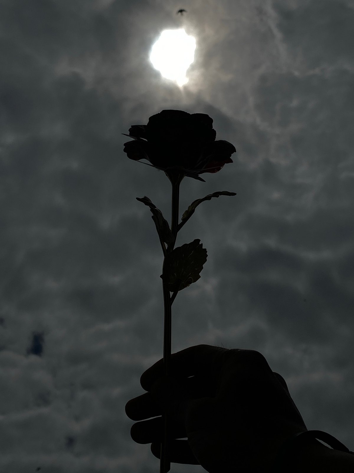 Hand holding rose silhouetted against cloudy sky in Bulgaria