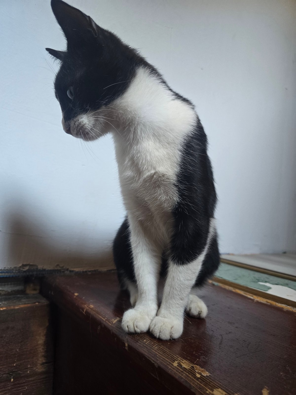 A black and white cat roams a cozy, eclectic home interior.