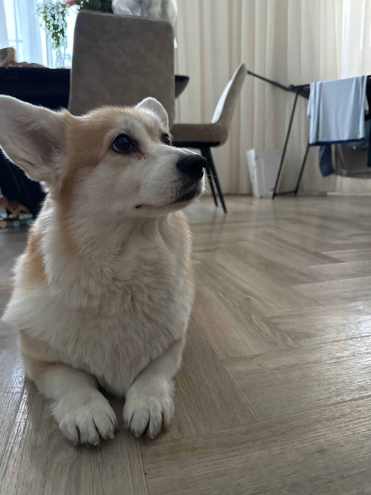 Corgi photographed indoors in Krasnoyarsk, Russia