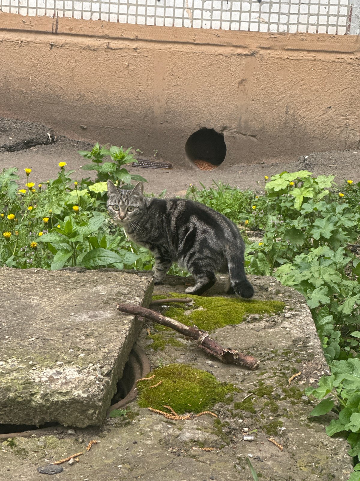Urban observer documents city life, nature across unknown location