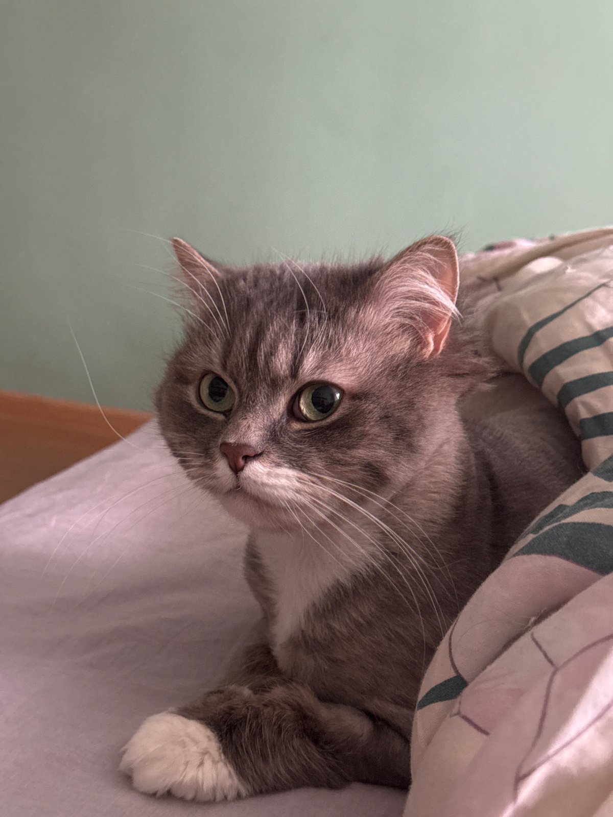 Gray tabby cat spotted under bedding in Moscow