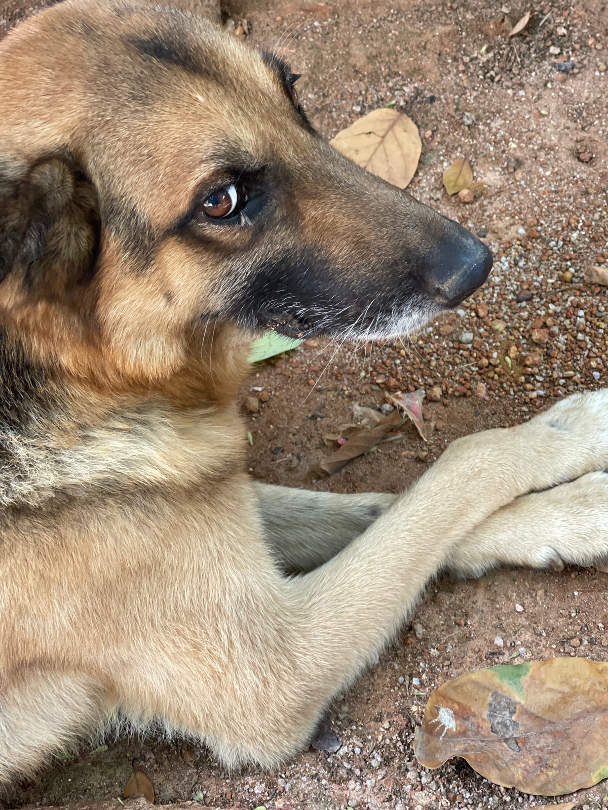Man and dog captured in casual moments in Jos