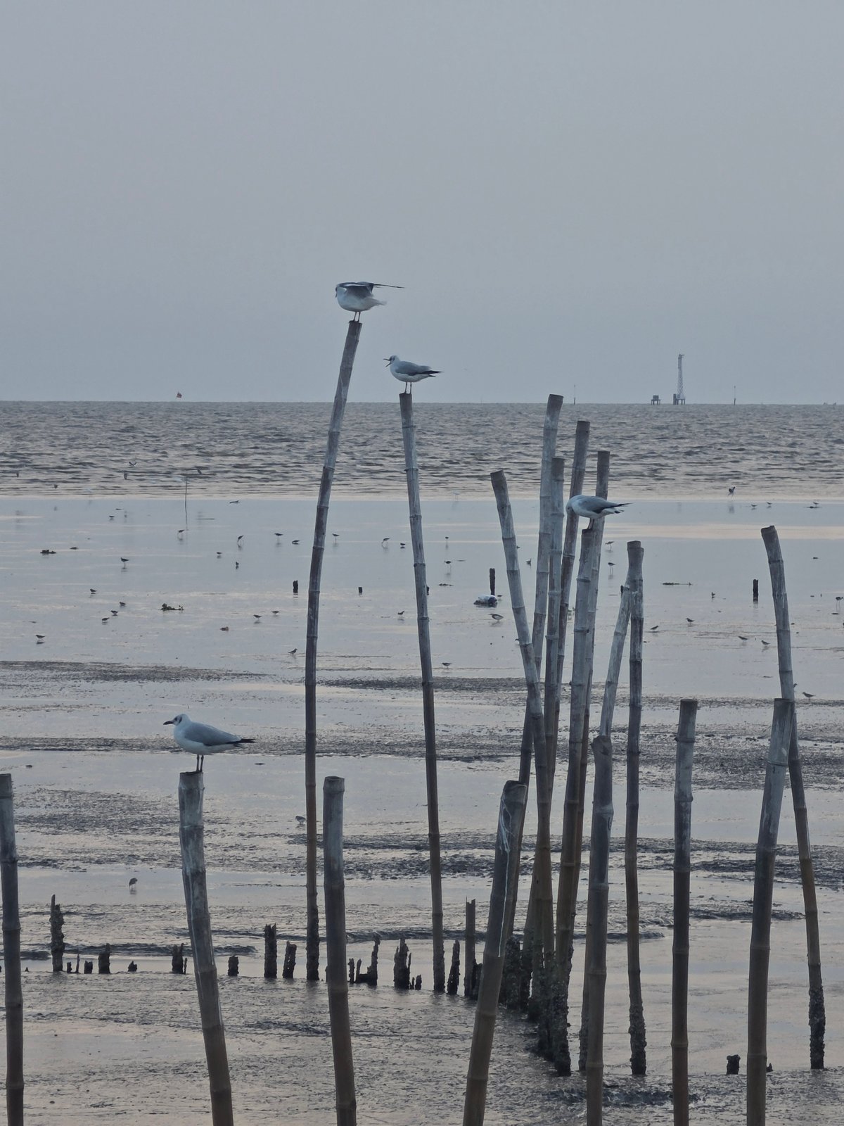 Crowds gather at Thai pier for seagull watching experience