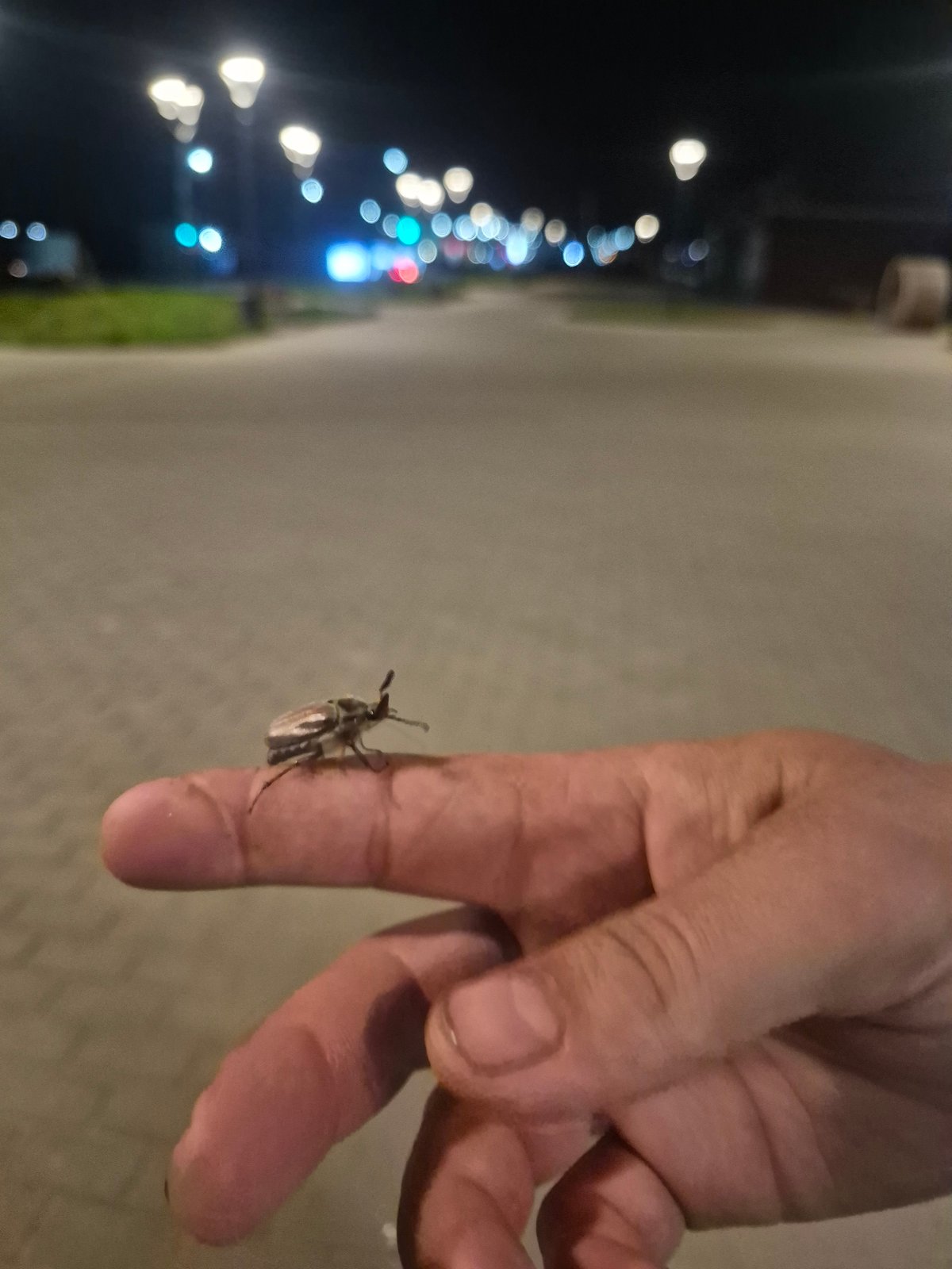 Evening beetle encounter documented on illuminated Chaikovsky walkway