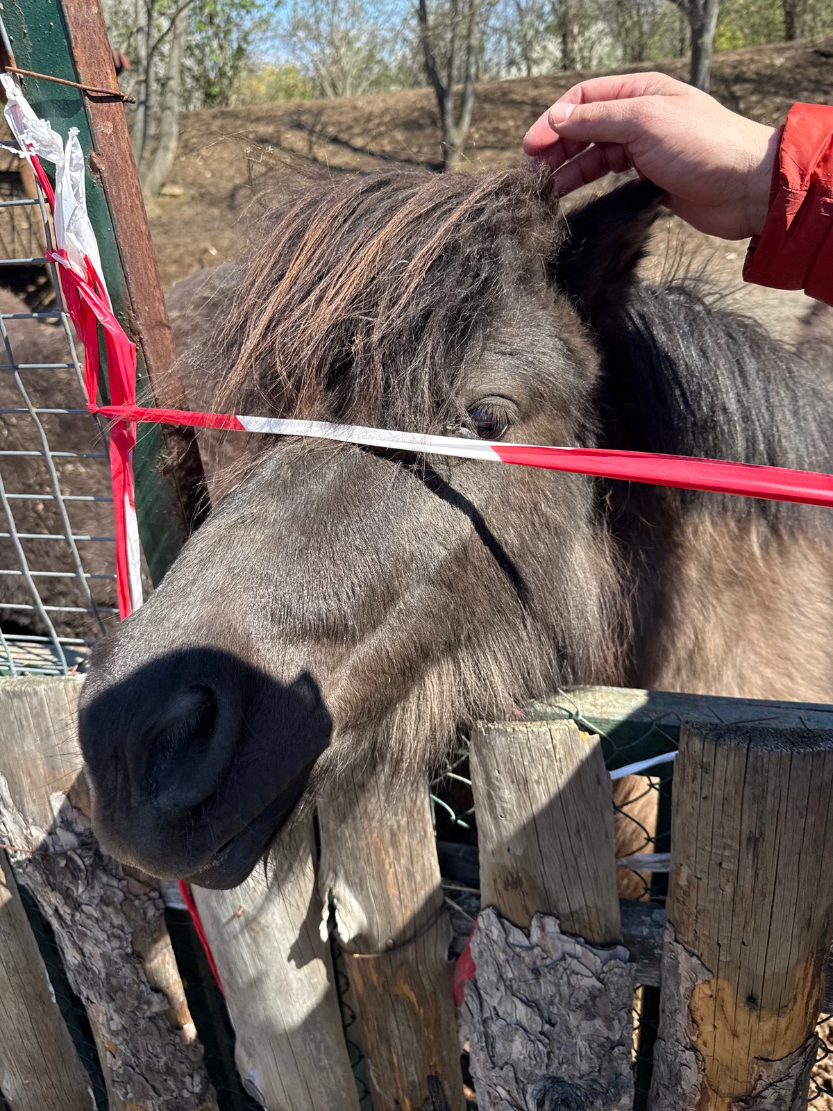 Sofia Zoo visitor tours exhibits, encounters diverse wildlife collection
