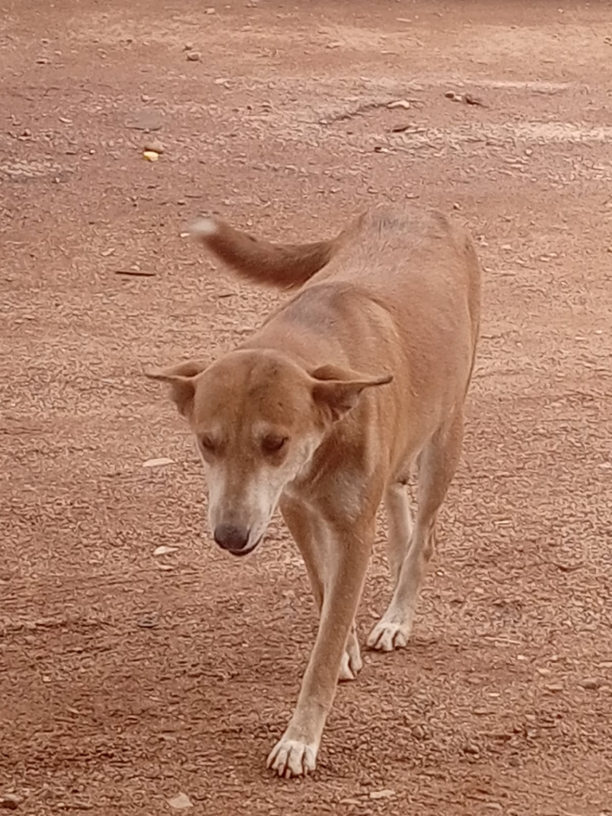 Dog interactions documented over 38 minutes on dirt road