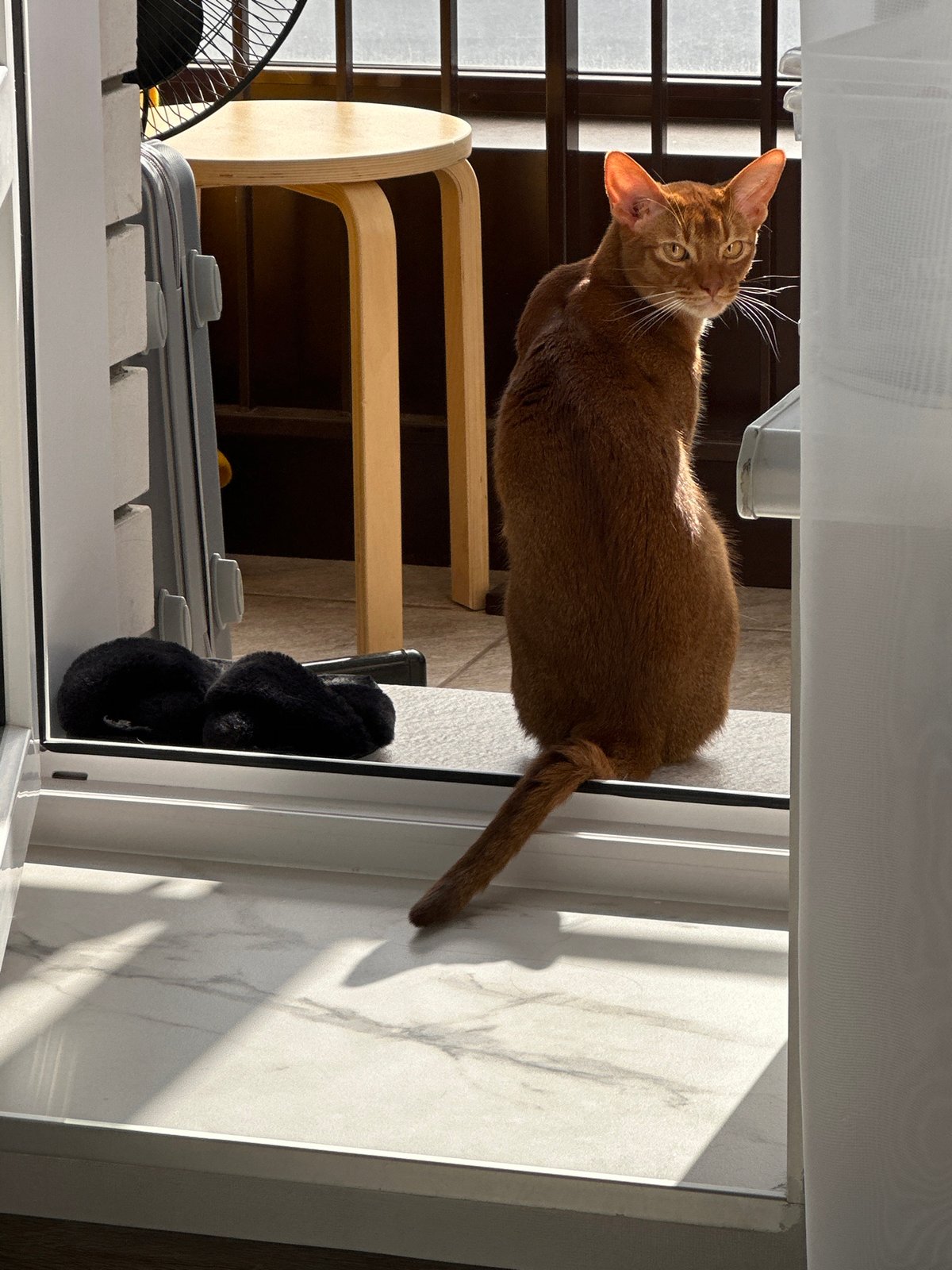 Ginger cat photo session documented in Kazan apartment