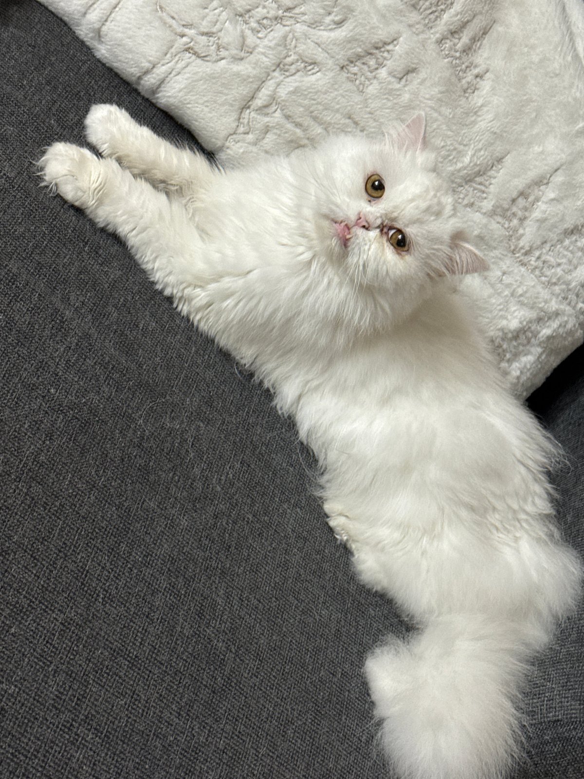 White Persian cat photographed resting at Burgas residence