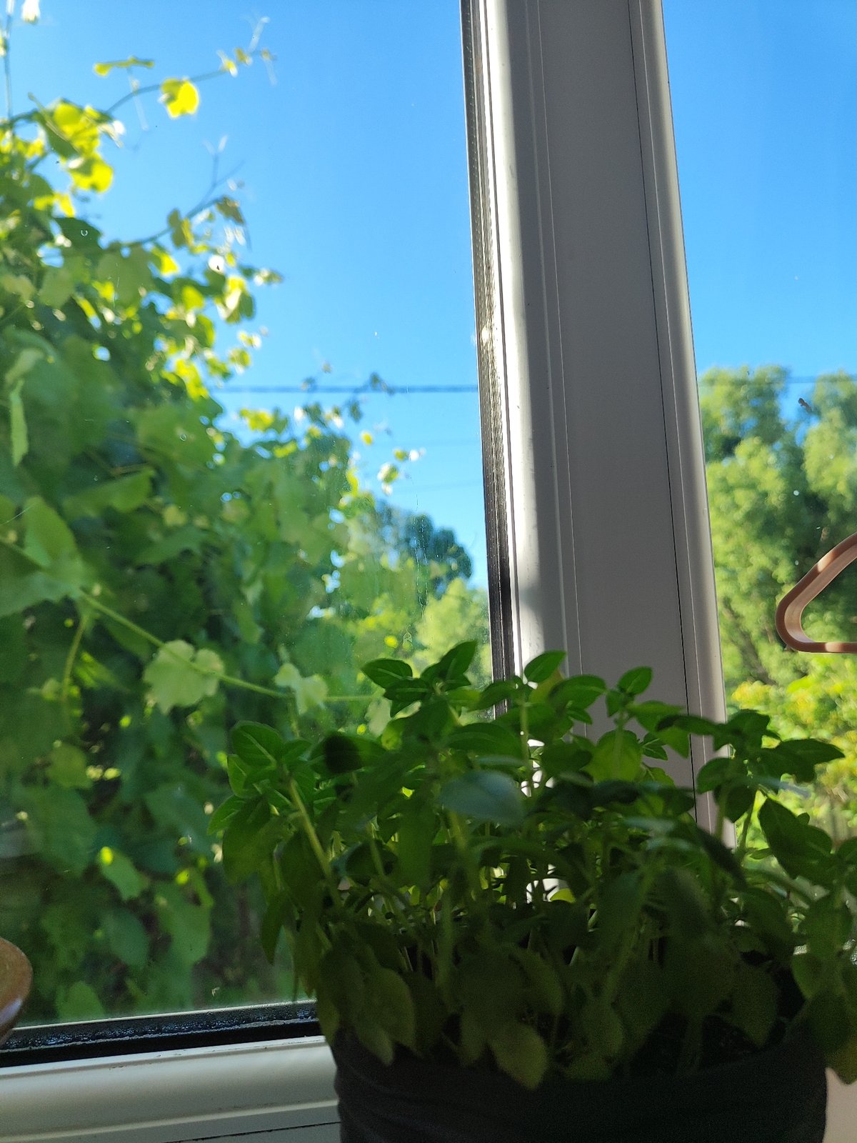 Basil on a windowsill and a sun-drenched metal roof