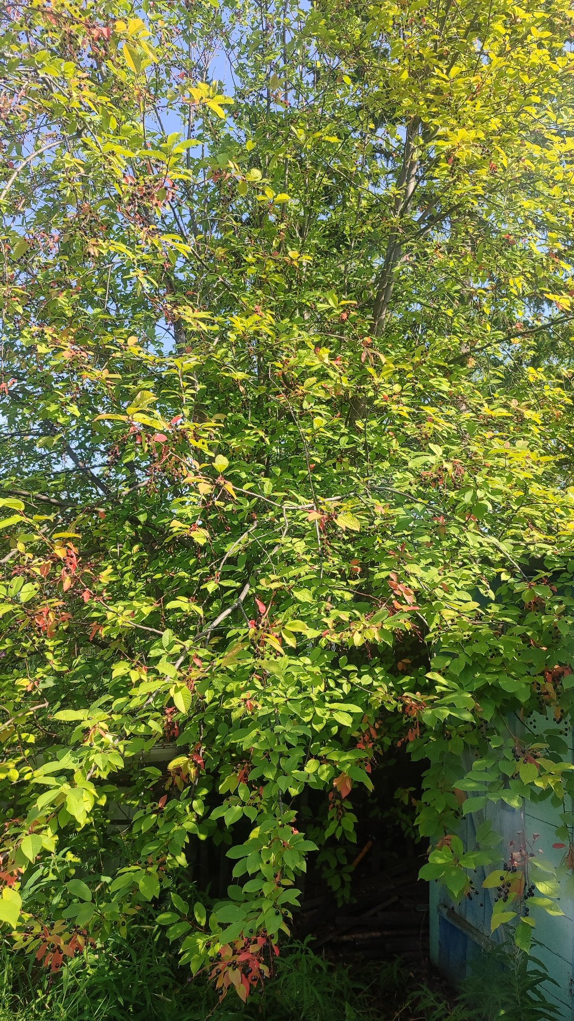 Late summer garden and berry tree in Mirny, Russia
