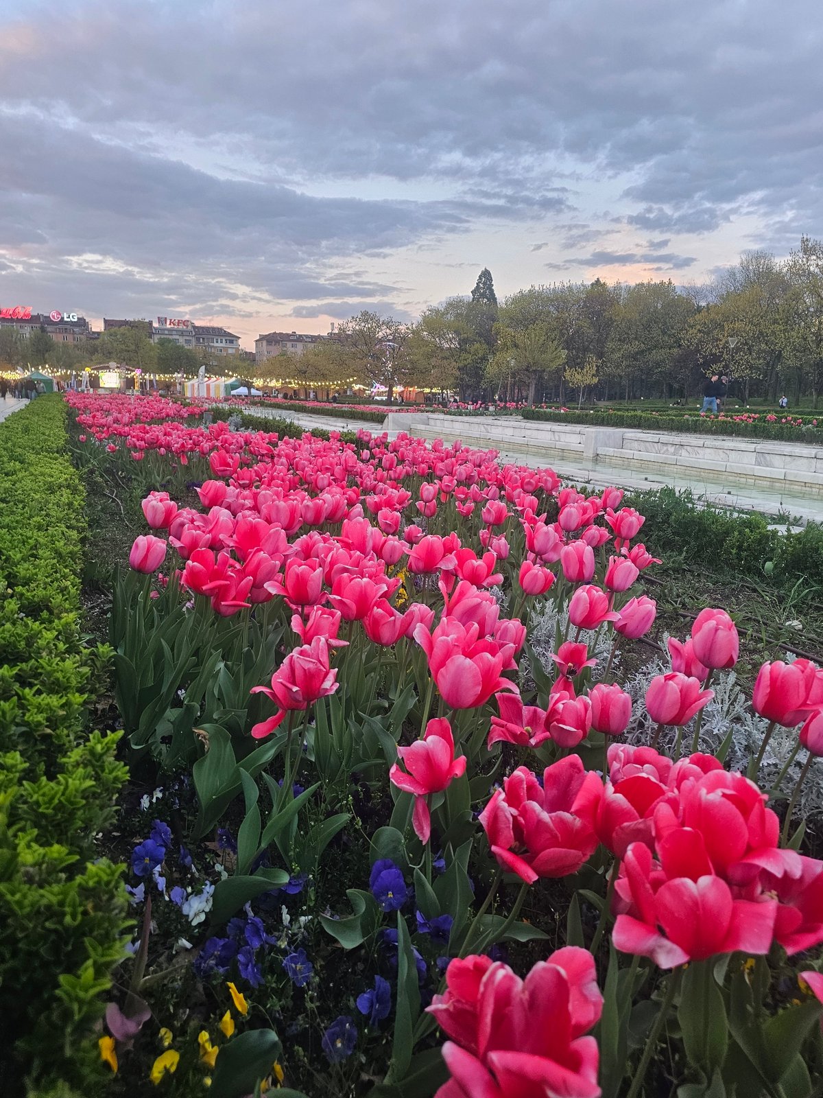 Spring tulips bloom near Sofia's National Palace of Culture