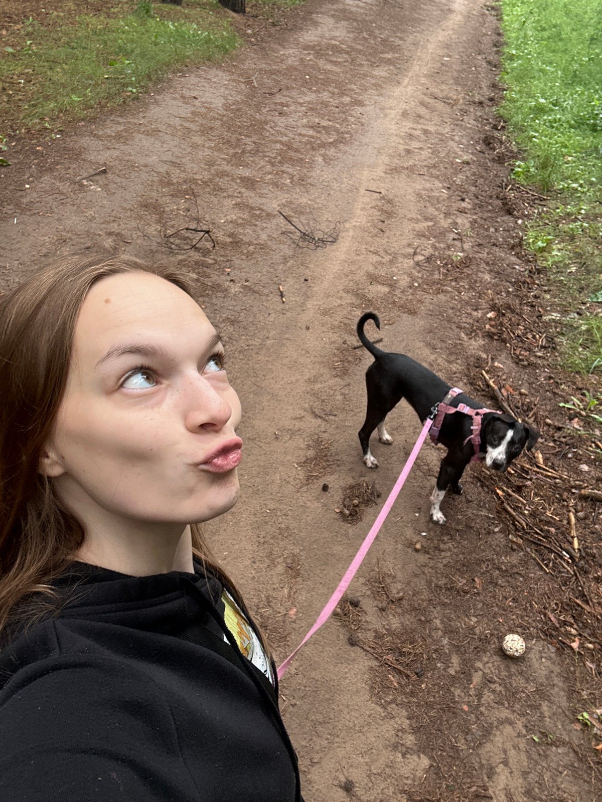 Morning walk with a dog through Chaikovsky pine forest