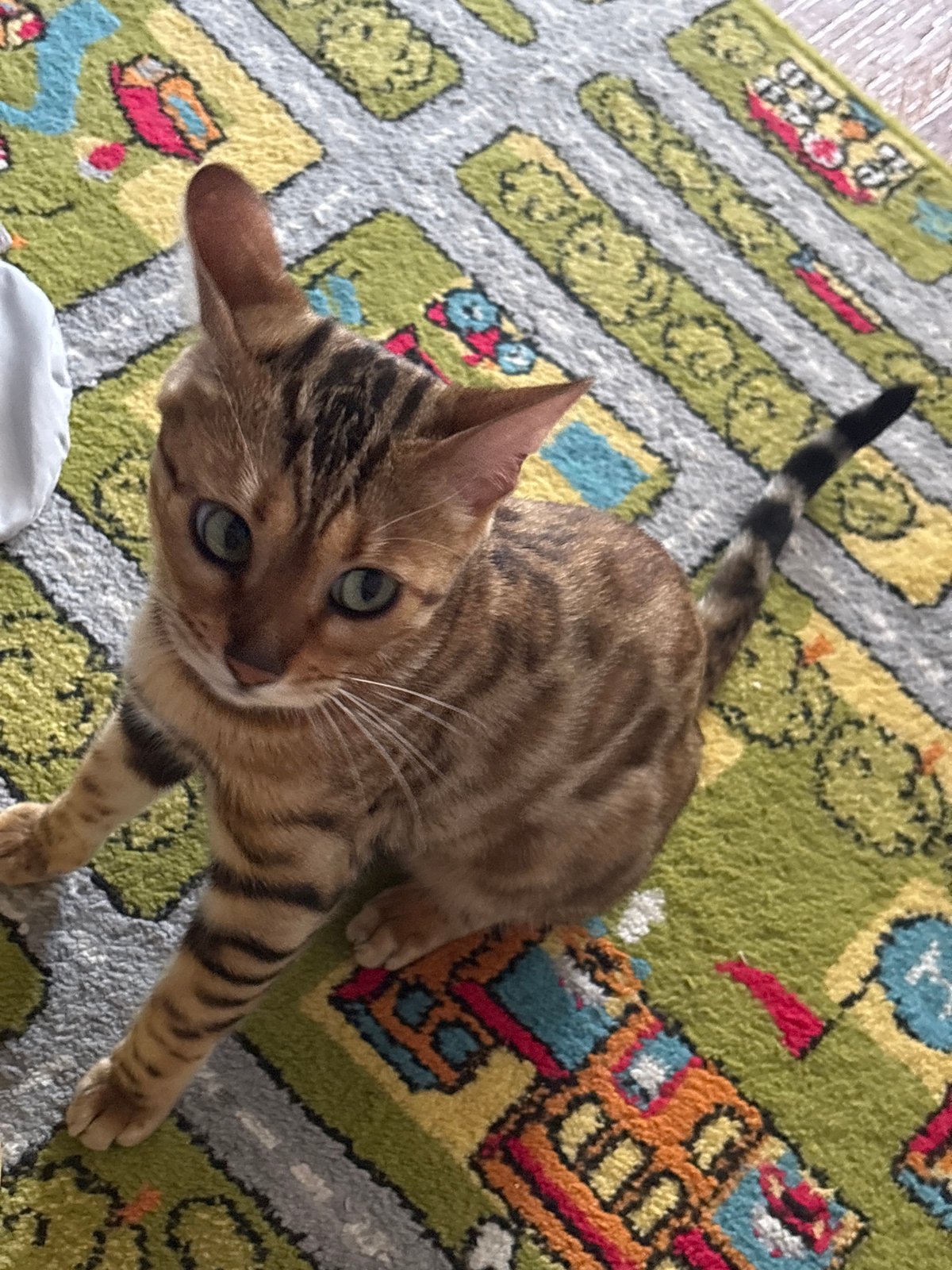 Bengal cat at home in Noviy, Russia
